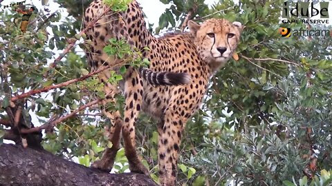 Cheetah Up A Tree