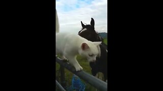 Cat v Horse