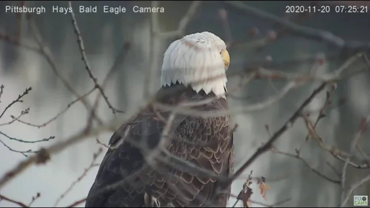 Hays Eagles Dad perches in attic closeup of wonky feather 2020 11 20 0724AM