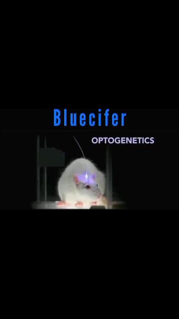 Bluecifer / Optogenetetics