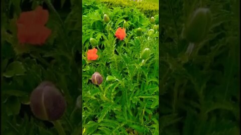 Poppy flowers