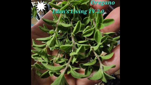 Oregano Harvesting and Frequency teaching