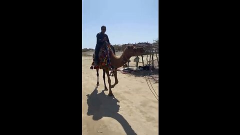 iran camel ride