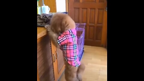 Best Funny Animal Videos 2022 😂 Funniest Dogs And Cats Videos 🤣🐹 #Shorts