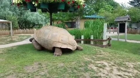 Two giant Tortoises