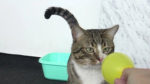 Funny Cat Is Curious about a Yellow Balloon