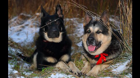 East European Shepherd