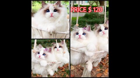 Cutee baby American Cat. || Order Now $ 120