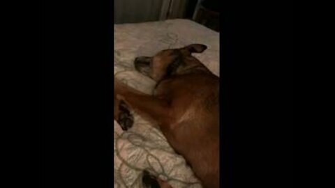 Dog Dreaming and Barking in Her Sleep