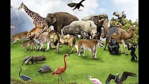 Animals video fight_elephant_animal for kids