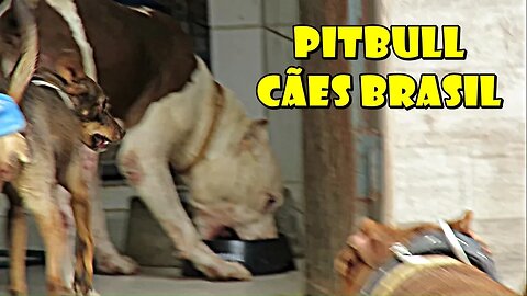 PITBULL CÃES BRASIL