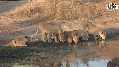 Daughters Of The Mapogo Lions - Rebuilding The Othawa Pride - 169: Last Sighting Of The Cubs