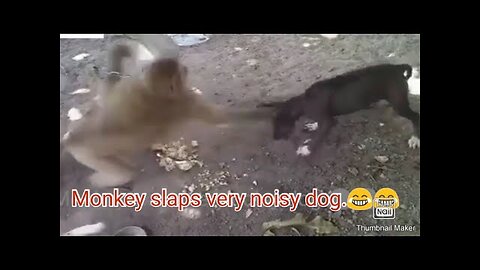 Monkey slap dog