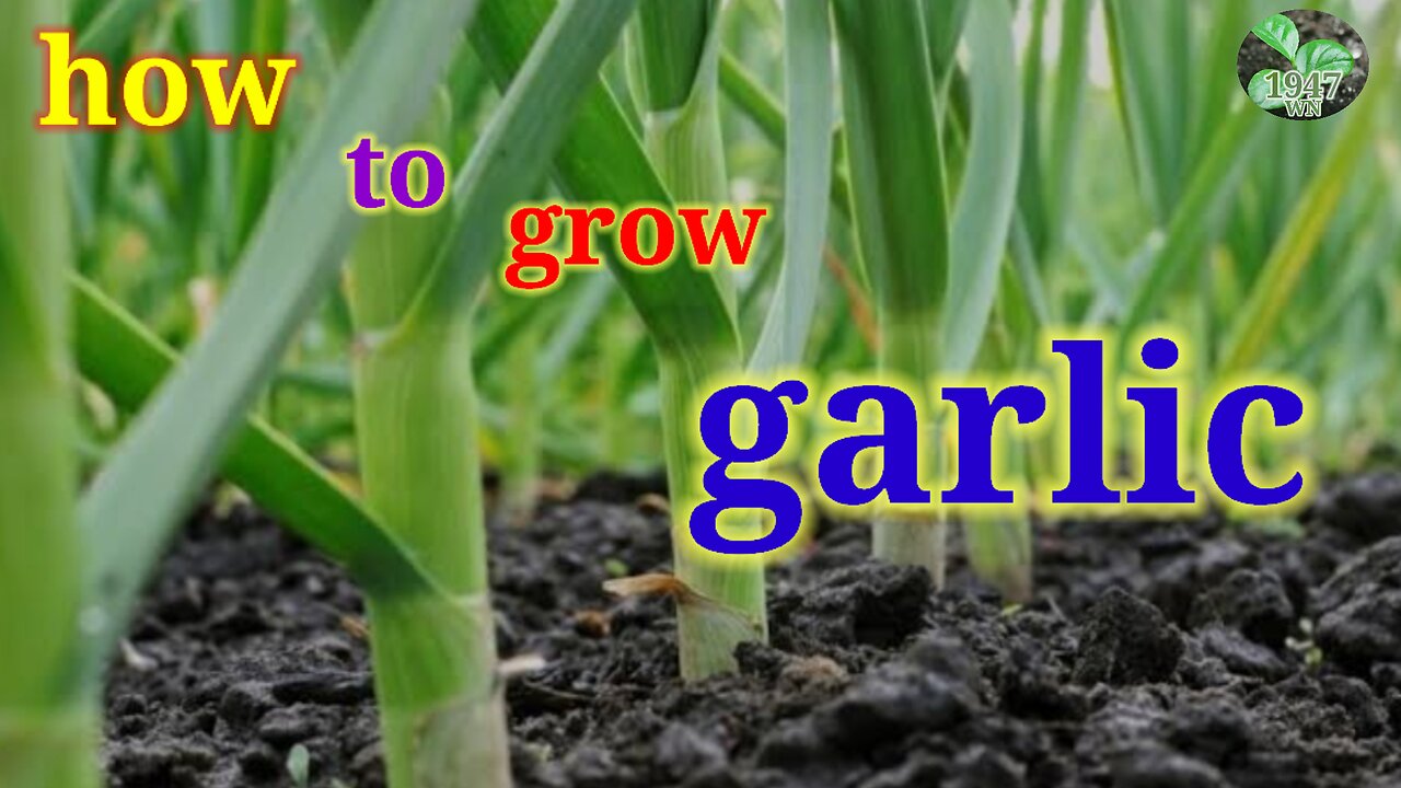 how to grow garlic at home /लहसुन को घर पर गमले कैसे उगाये 🤔