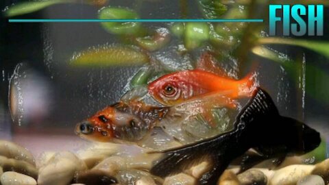 Various kinds of ornamental fish and their names