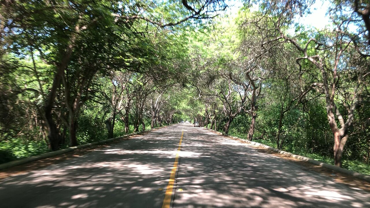 Carob trees