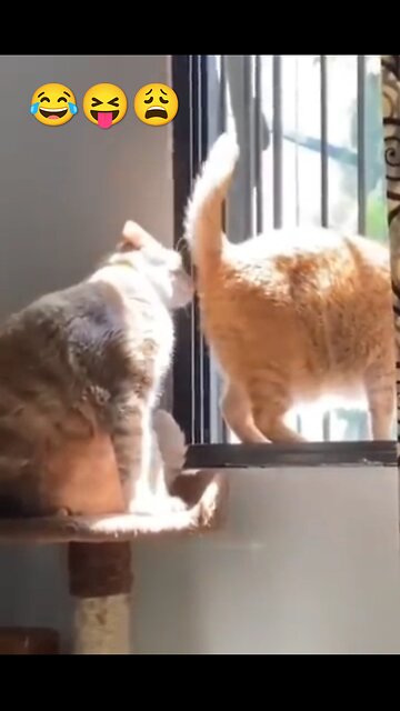 Danger 😱 video 🎥 shoot 👀 cat 🐱 fite 😝 #cat