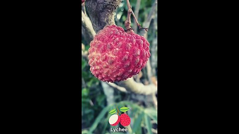 Amazing fruits| Lychee 🍒🍑🍑