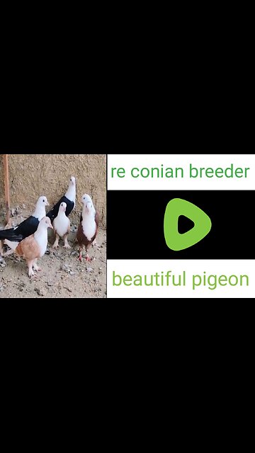 Beautiful pigeon re conian breeder