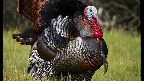 Tenacious Canadian Townie Terminates Tumultuous Terrorist Turkey ... With Trusty Slingshot