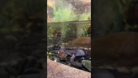 뱀목거북 어린이대공원