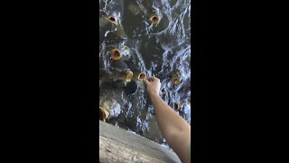 Hand feeding monster carp.