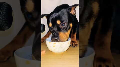 VIRAL PUPPY ASMR #shorts #short #asmr #viral #like