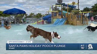 Dogs enjoy 'Santa Paws Holiday Pooch Plunge' in Stuart