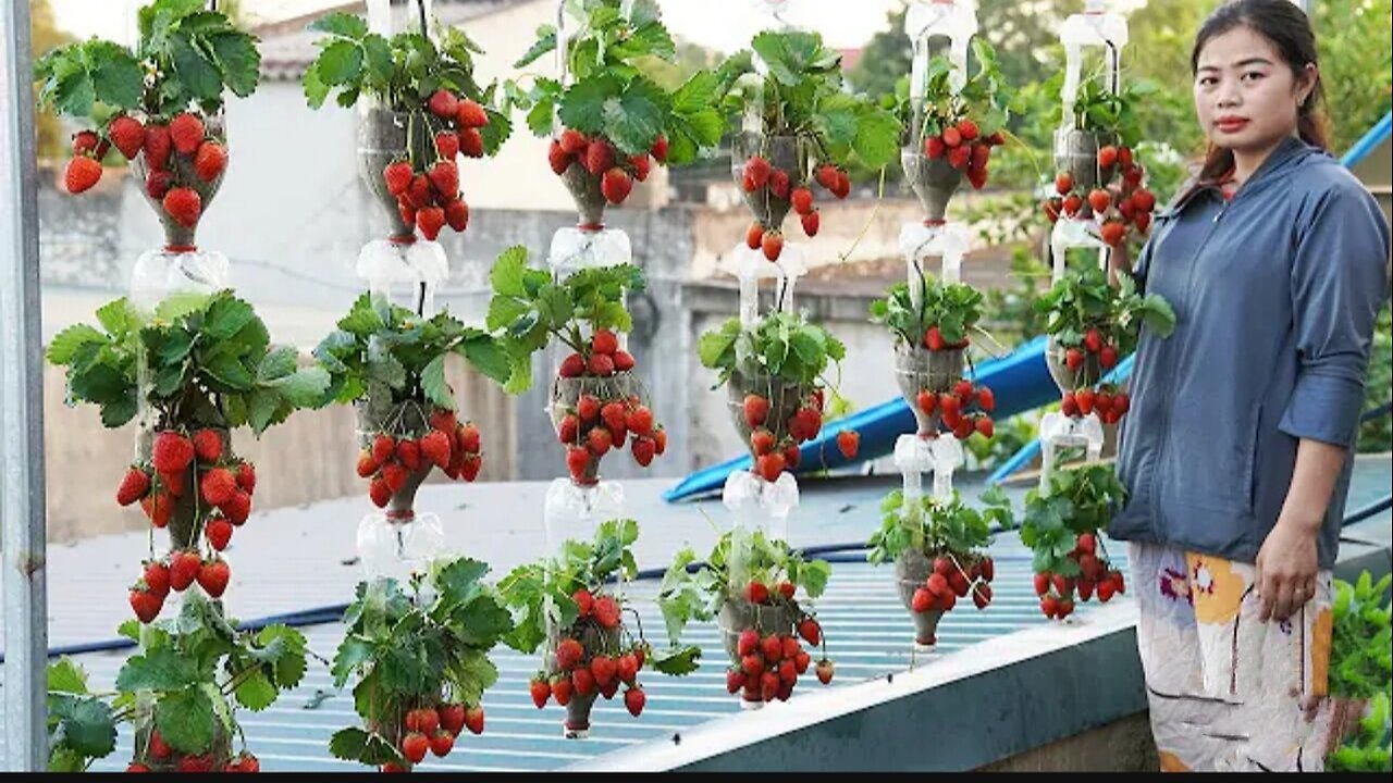 Turn Plastic Bottles Into A 3 Story Hanging Garden Filled With Delicious Strawberries