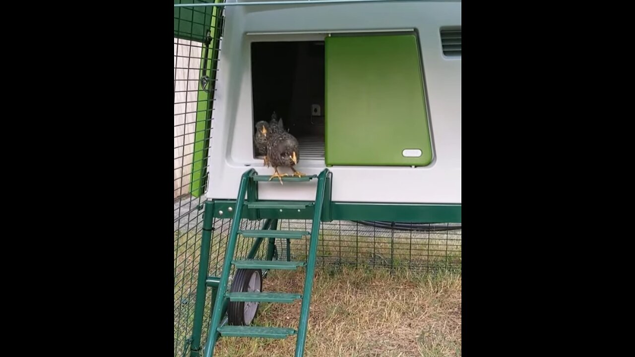 First time coming out of the new coop!