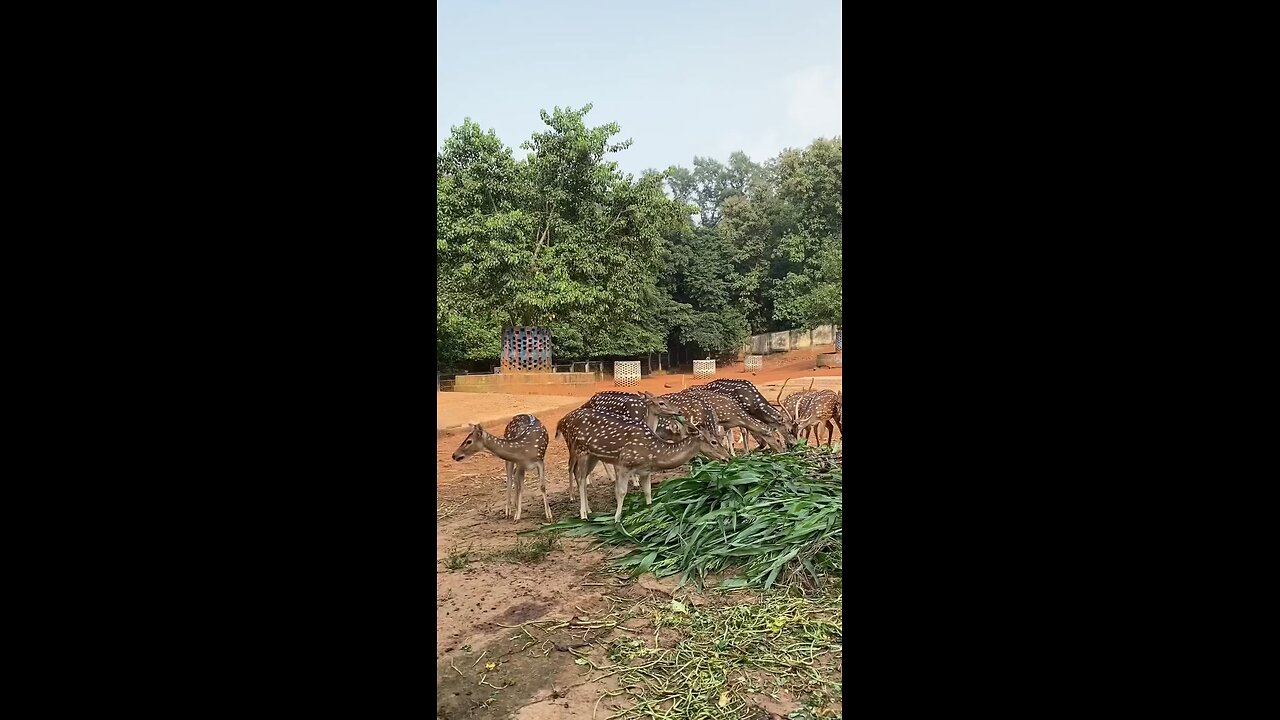 হরিণ গুলো দেখেন কত সুন্দর।