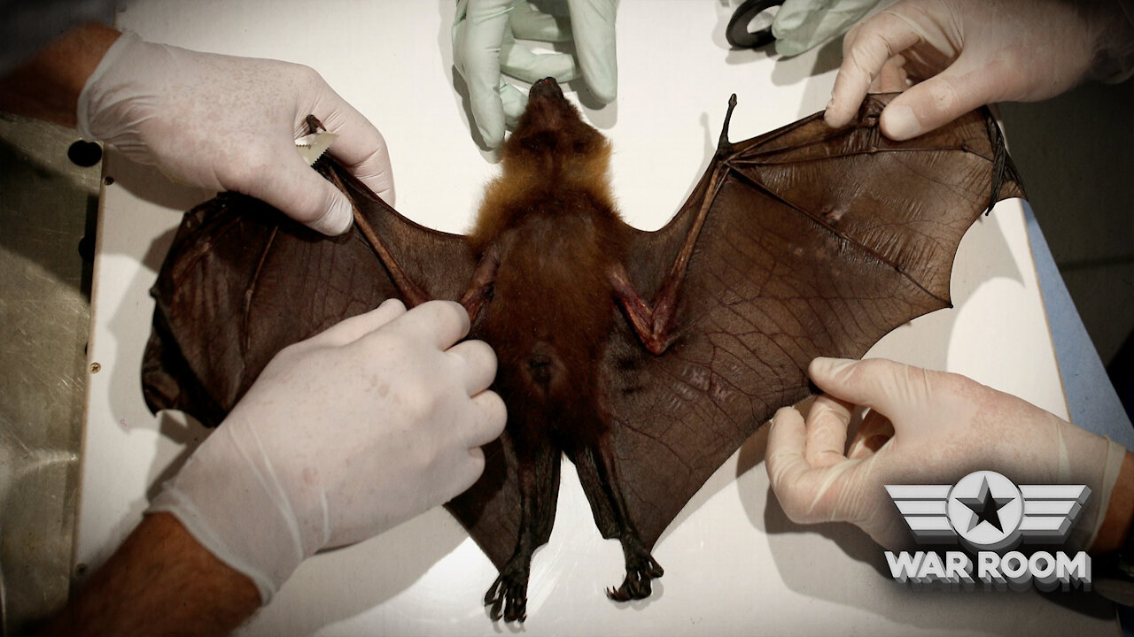 BREAKING: Wuhan Scientists Planned to Infect Wild Bats With COVID