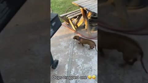 Oops, I drop one hot dog 🌭
