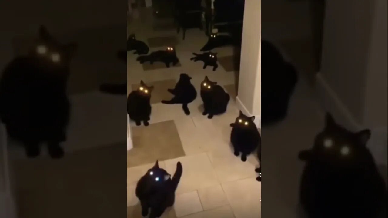 I can see you🙀 | #shorts | #viral | #funny | #cats