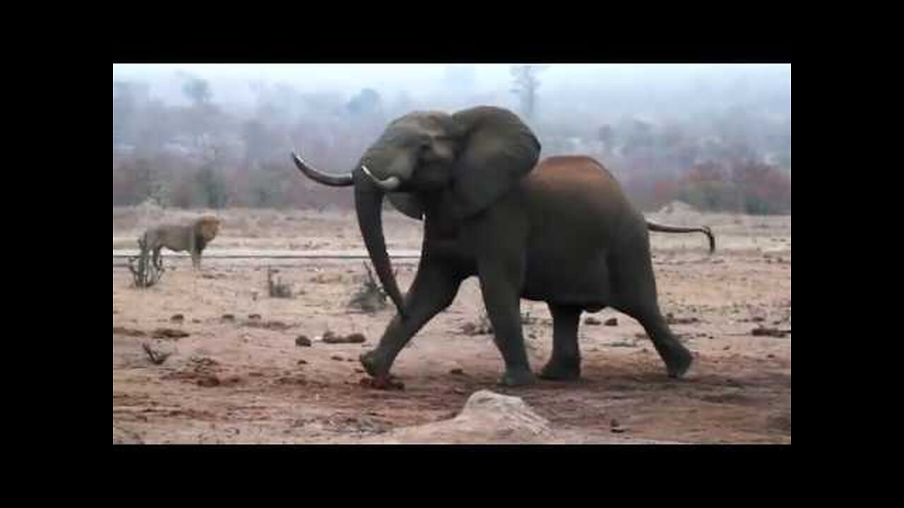 Elephant bull chasing pride of lions away from watering hole