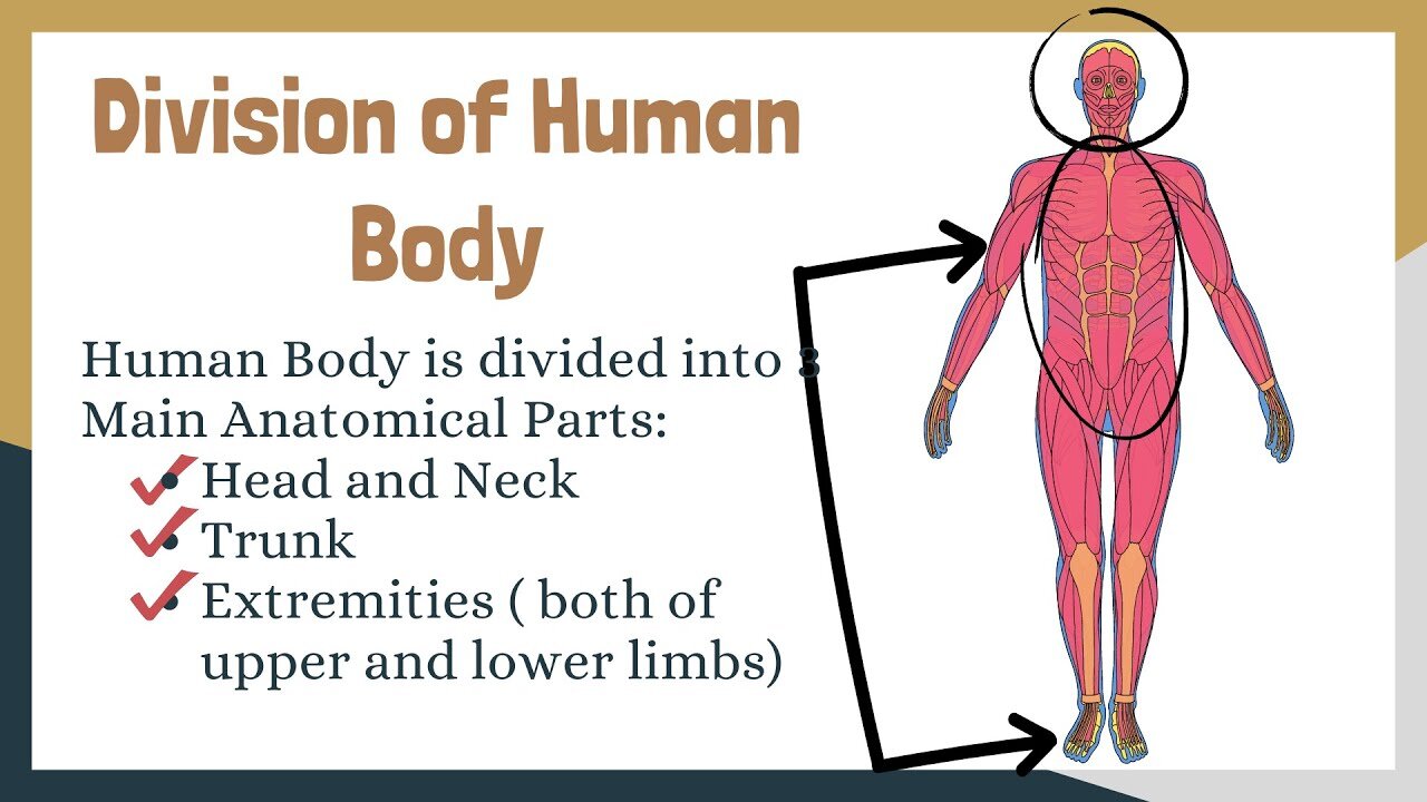 Basic Human Anatomy for Beginners | Basic Regional Anatomy of a Human Body | Novice Medic