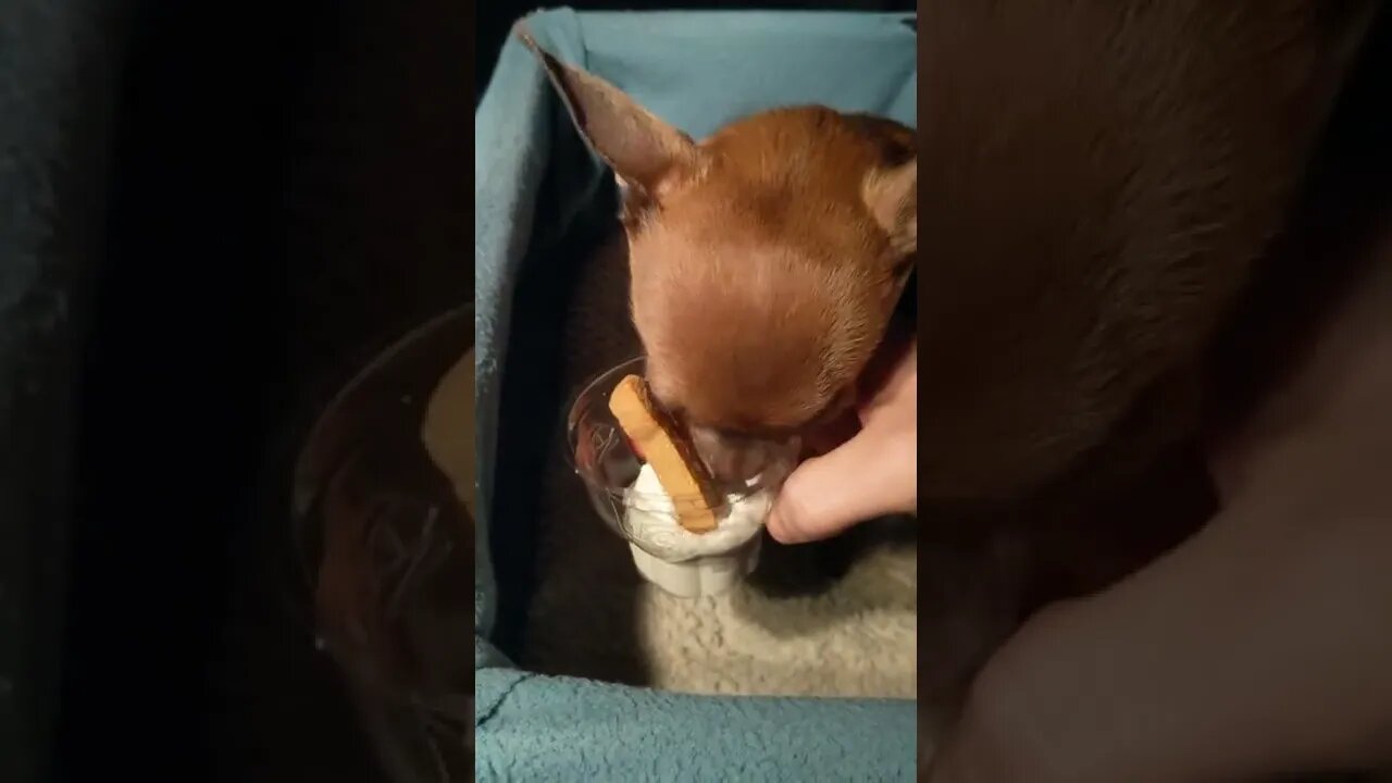 Dairy Queen's "Pup Cup"