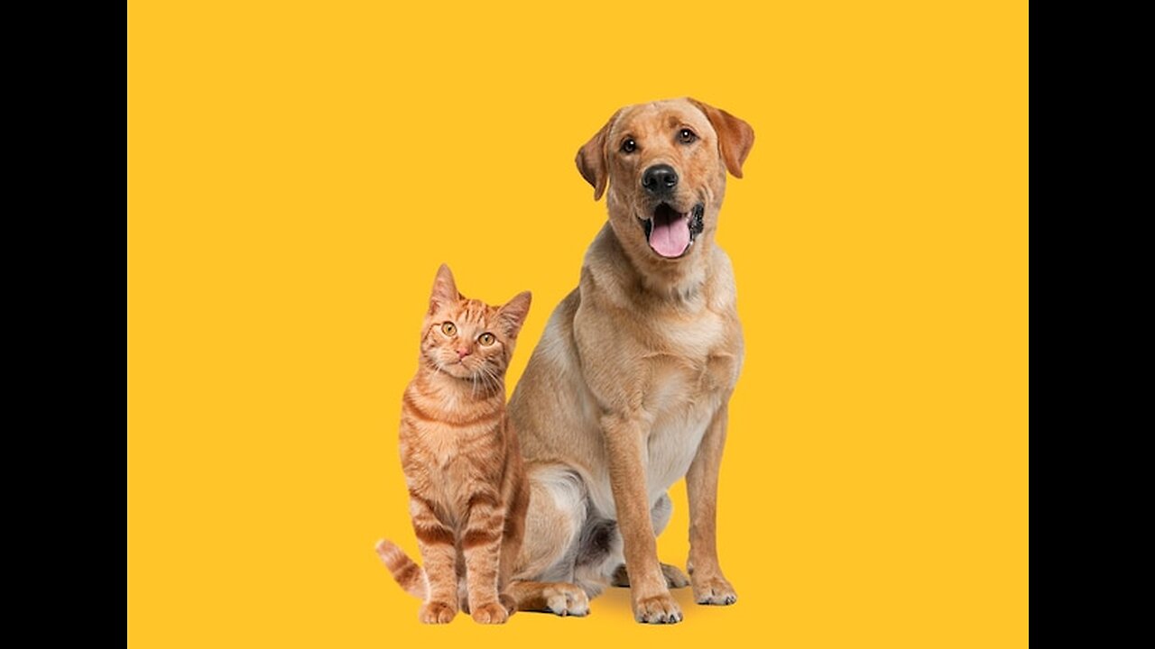 Cat and dog funny