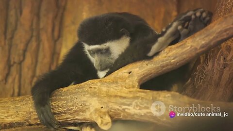 Sloth Life: A Day in the Tree