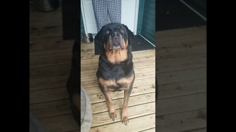 Gorgeous Rottweiler Bad Romance #Shorts #rottweiler 😎
