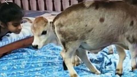 MiniCows Enjoy Sleeping Bed #miniature cows #Punganuru cows #world's Shotest Ancient Brahman Breeds
