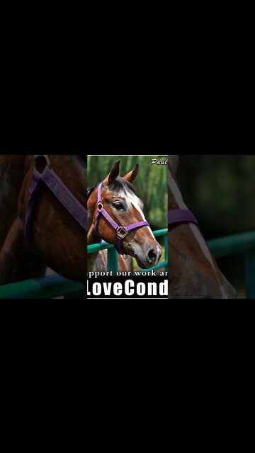 Celestial dragon nation of the white mountain lineage