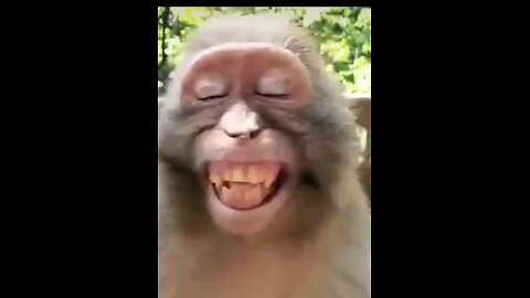 Monkey monkey smile