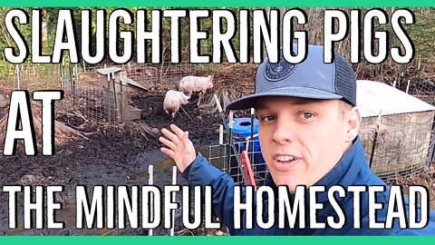 Slaughtering Pigs at the Mindful Homestead