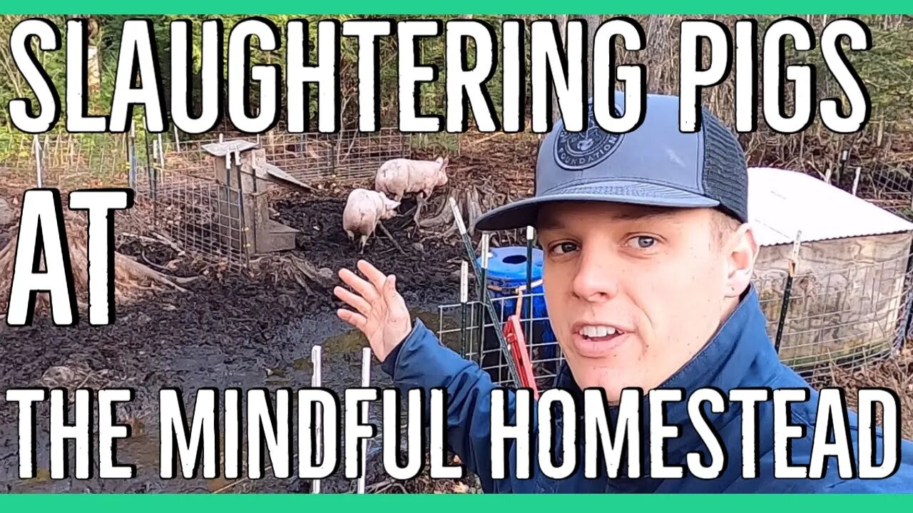 Slaughtering Pigs at the Mindful Homestead