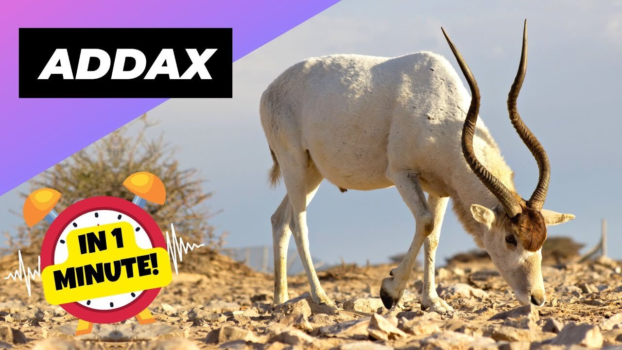 Addax 🐐 One Of The Most Endangered Animals In The Wild #shorts