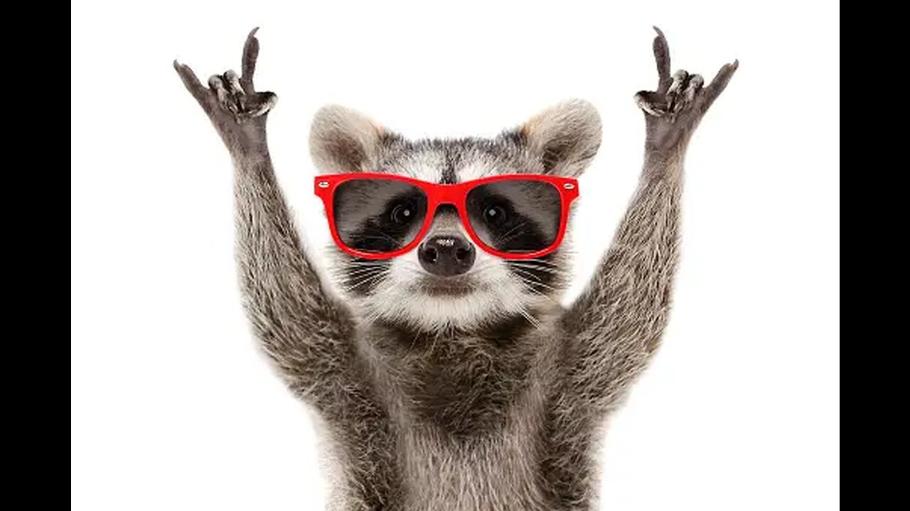 Funniest Animals