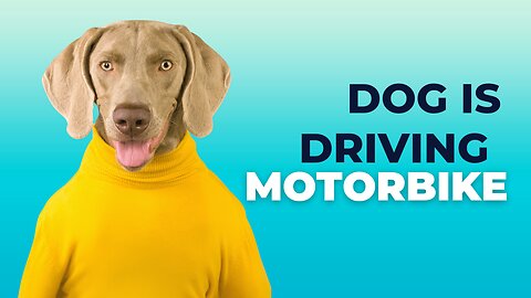 Dog Is Driving Motorbike |Funny Animals Videos