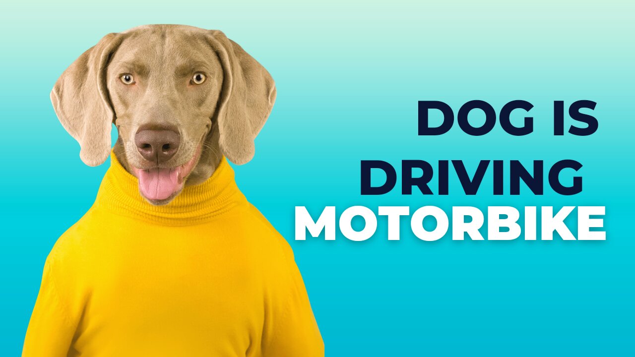Dog Is Driving Motorbike |Funny Animals Videos