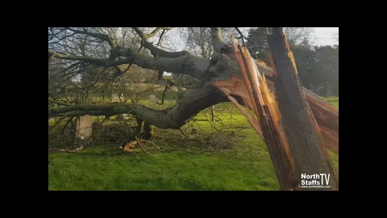 Trees down in Fenton cemetery (21-02-2022)
